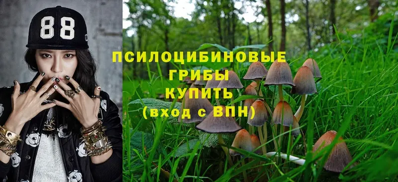 купить наркотик  Барыш  blacksprut зеркало  Псилоцибиновые грибы Magic Shrooms 